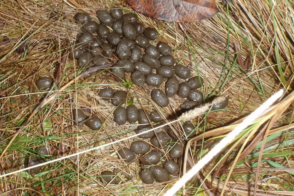 Fresh deer poop (feces/droppings)