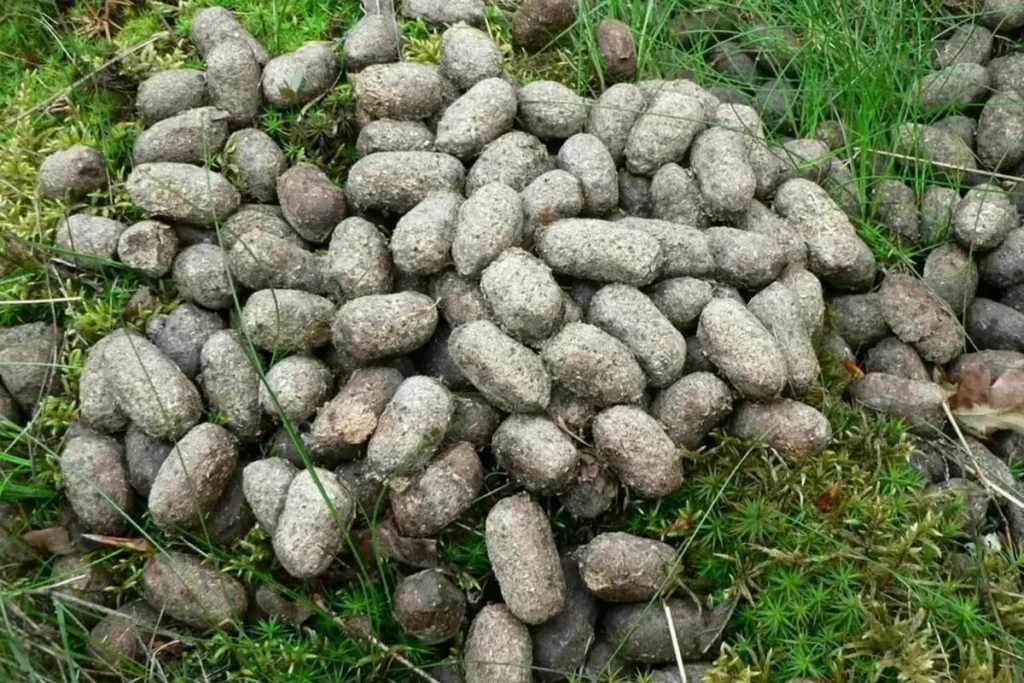 Dry deer poop (feces/droppings)